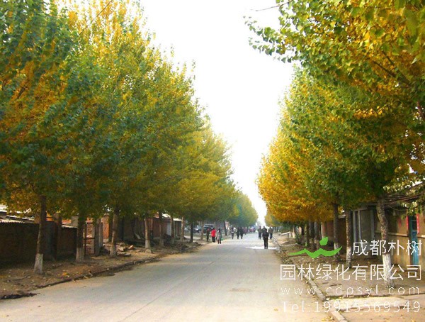 杨树的形态特点是什么？