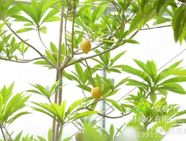 种植蛋黄果树有市场前景吗？