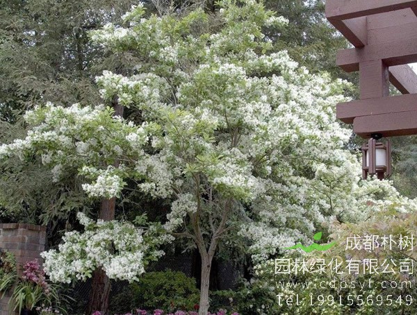 怎样区别大叶女贞和流苏树？