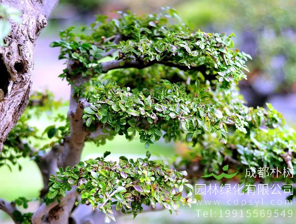 对节白蜡盆景要怎样管理？