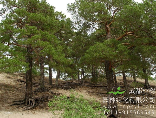 樟子松在我国哪些地方分布？