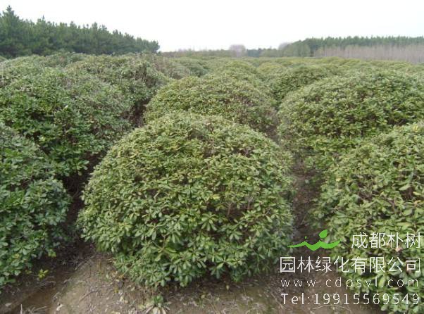 问：海桐有什么作用？