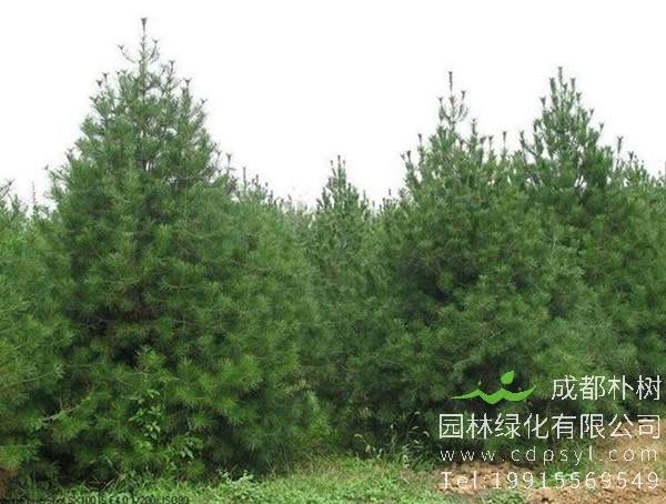 樟子松与芬兰木的区别有哪些？