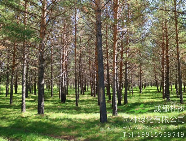 樟子松和落叶松有什么区别？