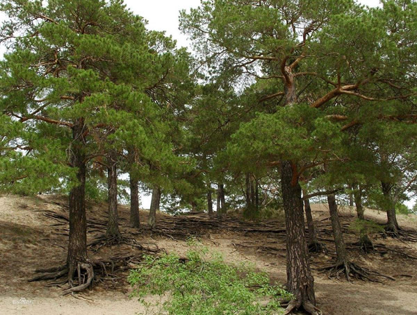 樟子松在我国哪些地方分布？