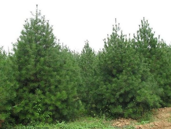 樟子松与芬兰木的区别有哪些？