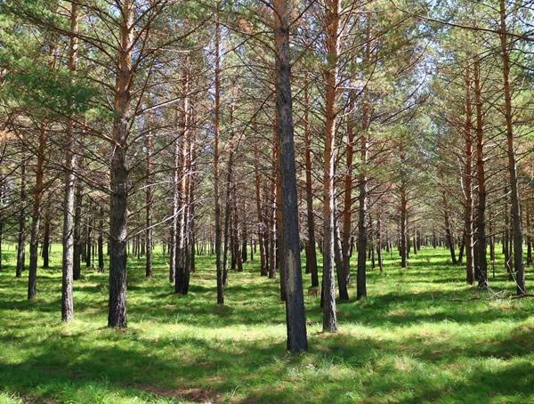 樟子松和落叶松有什么区别？