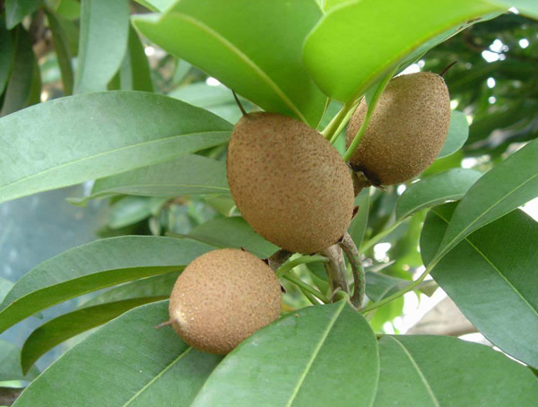 人心果的功效与作用，人心果怎么吃？