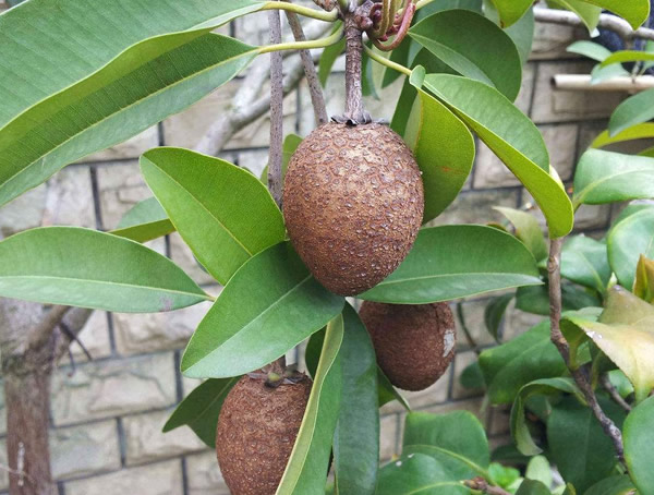 人心果和奇异果一样吗？