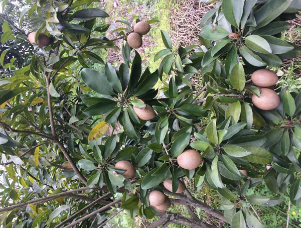 人心果如何种植、管理才能开花、结果？