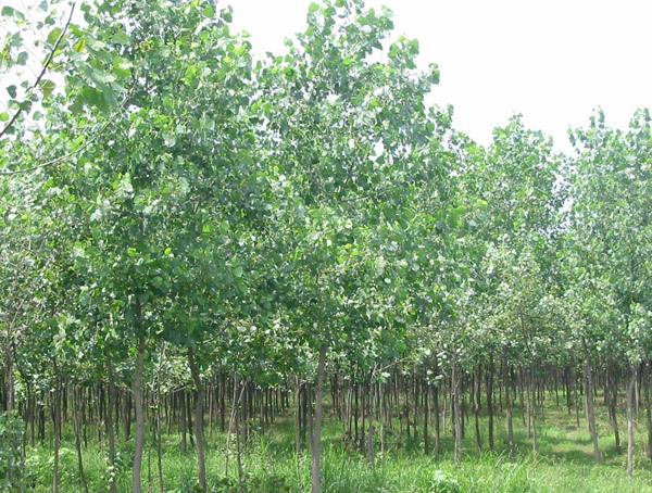 杨树的种类有哪些？