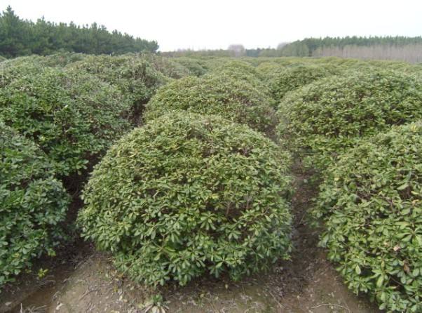 海桐有什么作用？