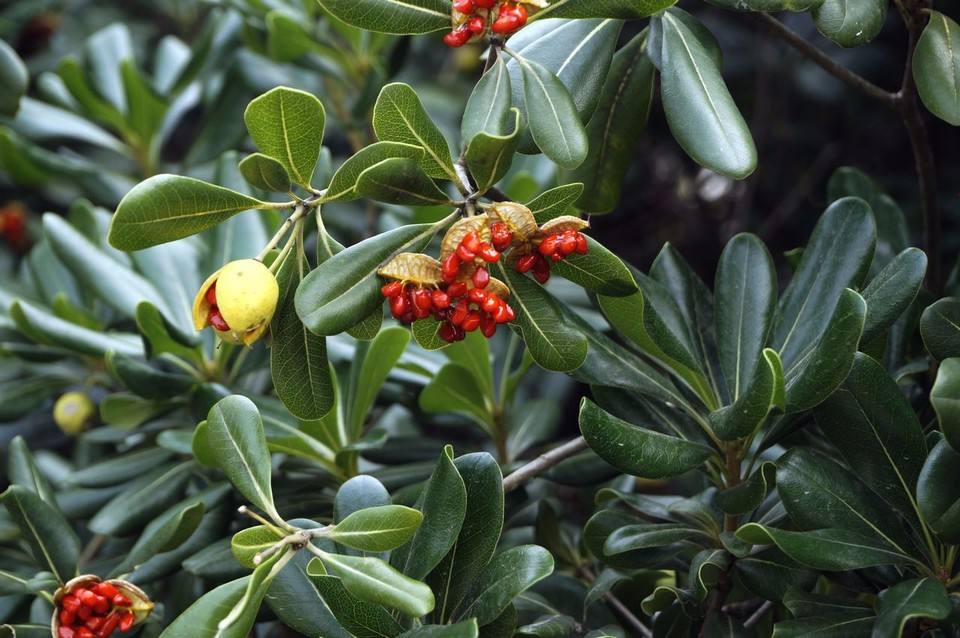 海桐皮的功效与作用？