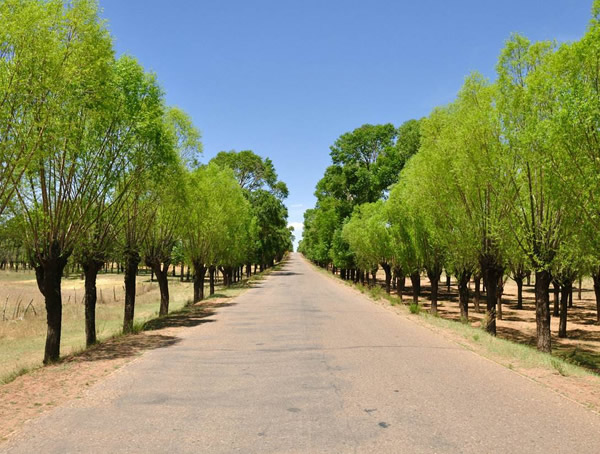 杨树的功效与作用，杨树有什么用处？