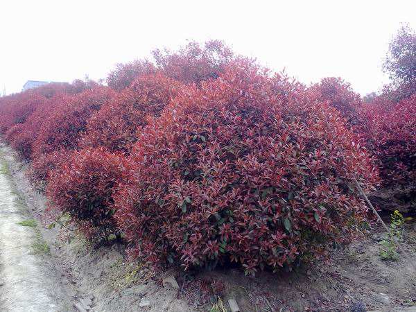 一亩地能种植多少红叶石楠？