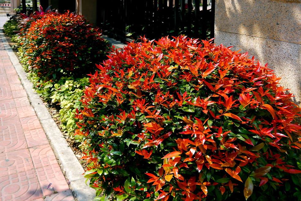 红叶石楠在哪个季节叶片开始变红？