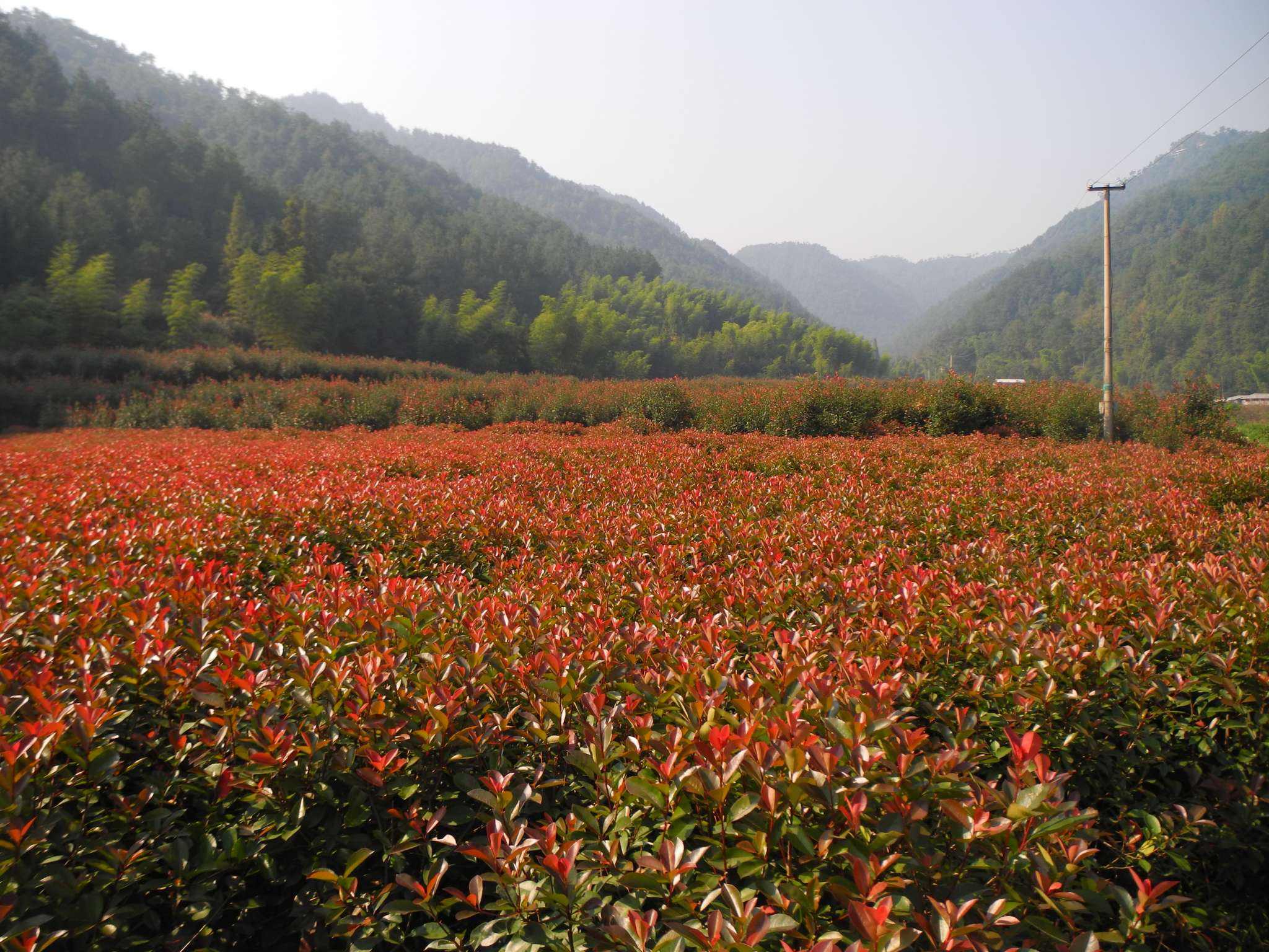 红叶石楠如何合理的浇水和施肥？