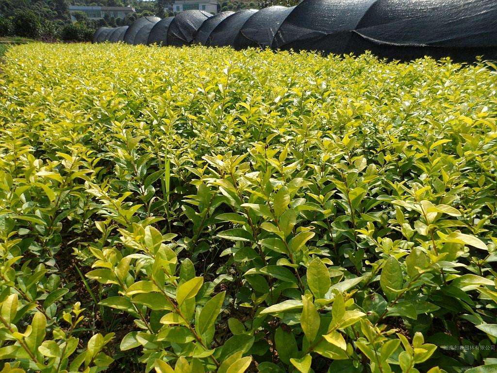 红叶石楠叶子变黄是什么原因？