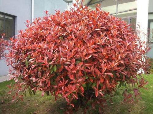 红叶石楠适合在室内养吗？