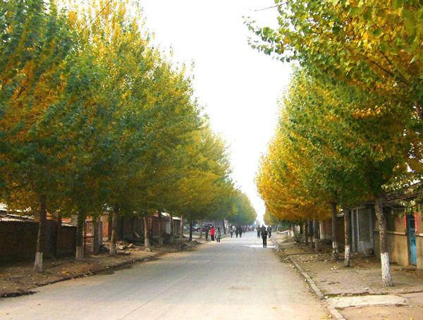 杨树的形态特点是什么？