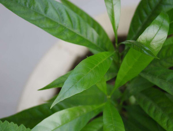 蛋黄果长在树上吗？是什么样的呢？