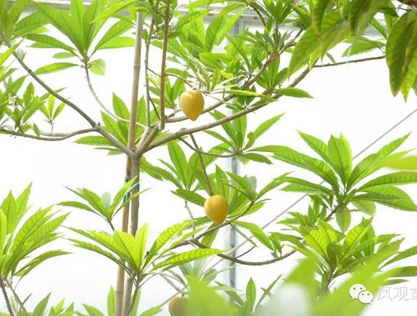 种植蛋黄果树有市场前景吗？