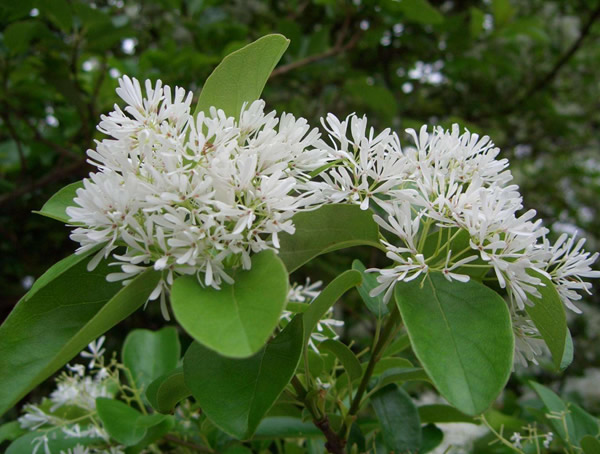 流苏树的功效与作用，流苏树到底有什么作用？