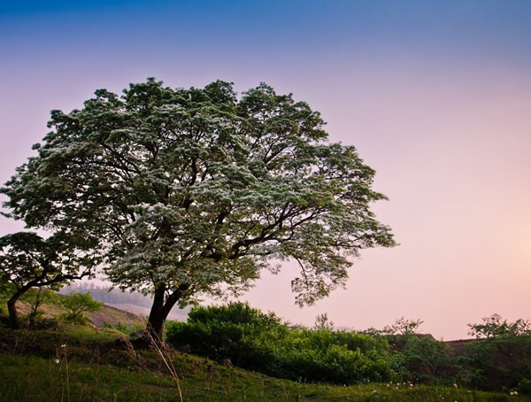 流苏树种植几年之后才能开花？