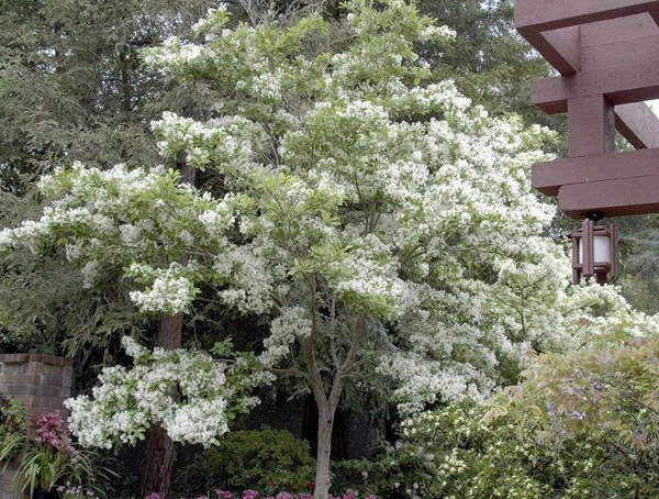 怎样区别大叶女贞和流苏树？