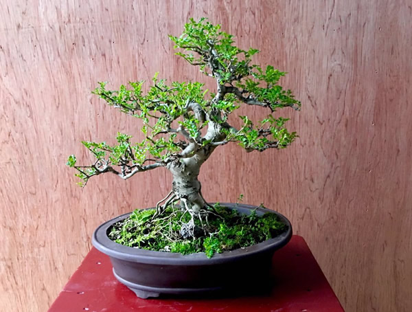 白蜡和对节白蜡是一回事吗？