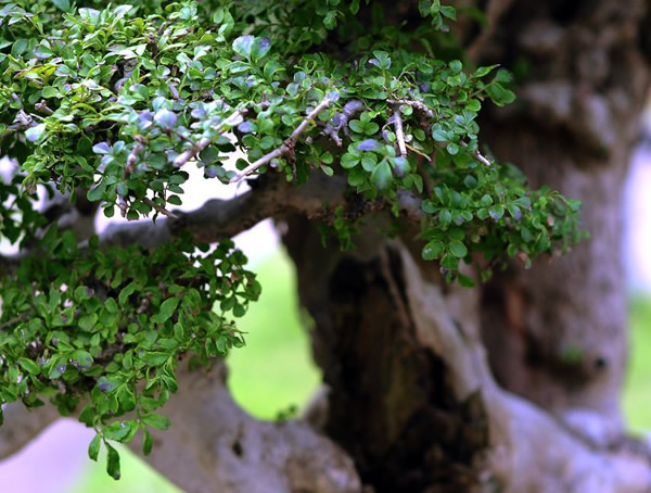 对节白蜡如何养护才能让对节白蜡生长得更好？