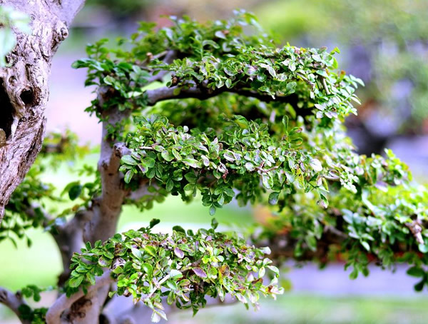 对节白蜡盆景要怎样管理？