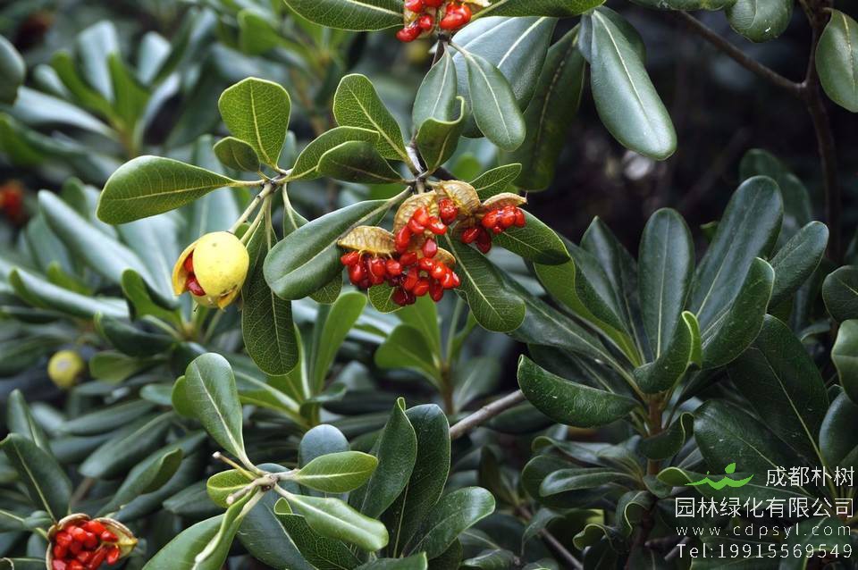 海桐皮的功效与作用？