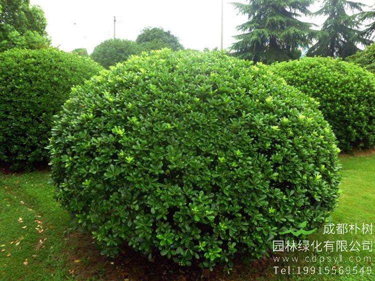 海桐的园林用途有哪些？