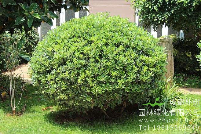 海桐该怎样修剪？