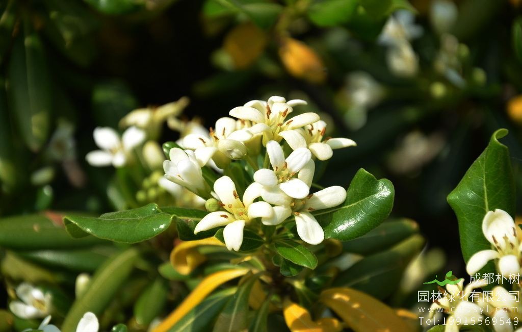 种植海桐需要注意哪些？