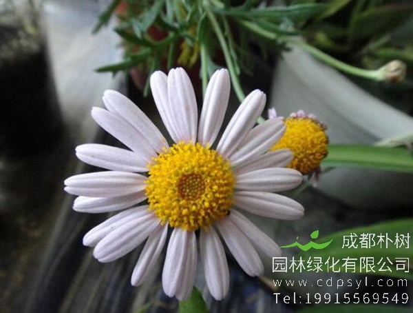 玛格丽特花和雏菊区别有哪些？