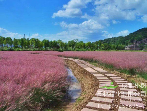 粉黛乱子草什么时候可以播种？