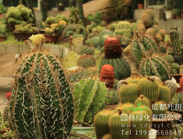 仙人球的特点有哪些？