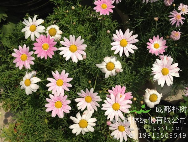 养玛格丽特花需要注意什么事情？