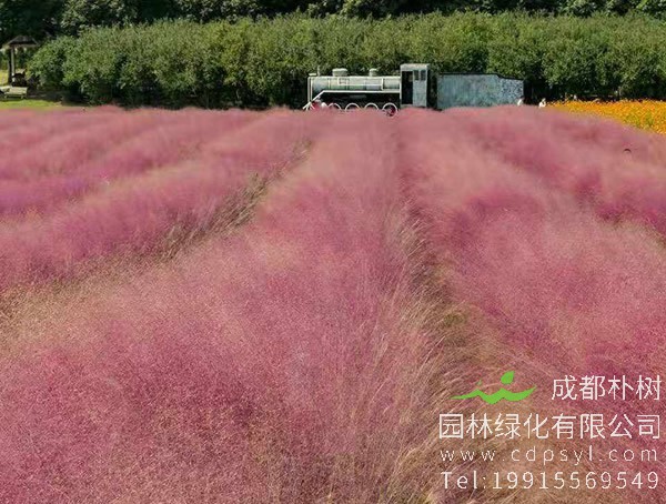 粉黛乱子草花期如何？