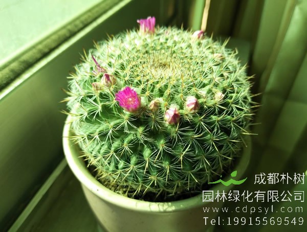 仙人球为什么能在沙漠长期生活？