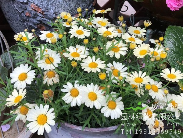 玛格丽特花在什么时候开花？