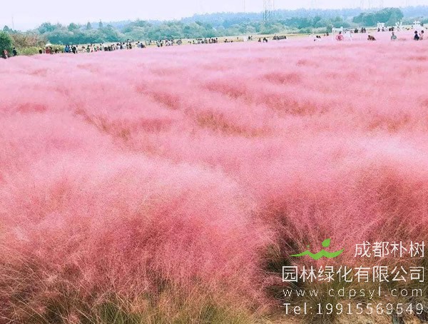 粉黛乱子草种植技术有哪些？
