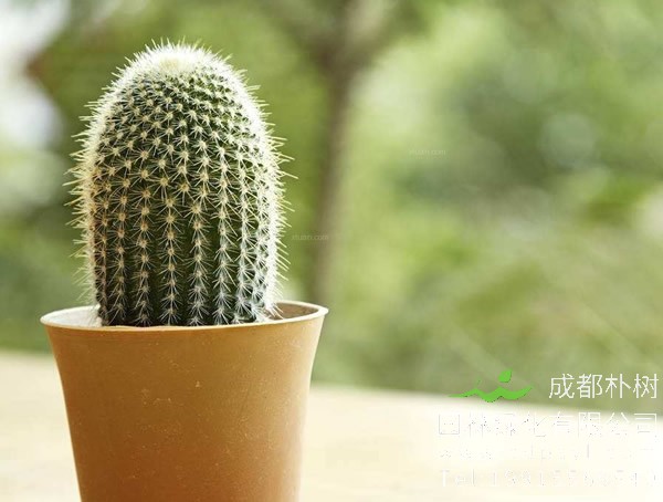 送仙人球代表什么意思？仙人球有什么寓意？