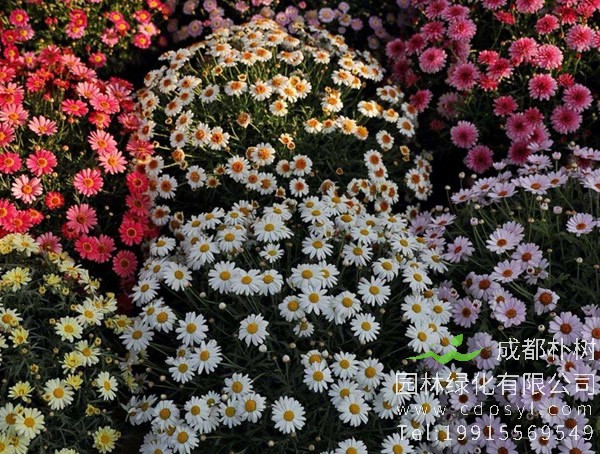 玛格丽特花为何只长叶子不开花？