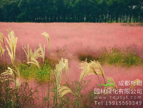 粉黛乱子草的介绍，粉黛乱子草的植物名称