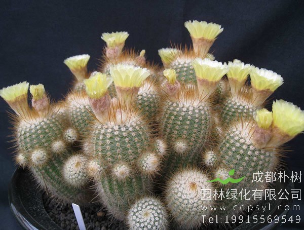 仙人球为什么耐旱？