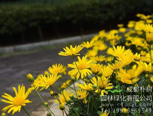 玛格丽特花在夏天怎么防暑？