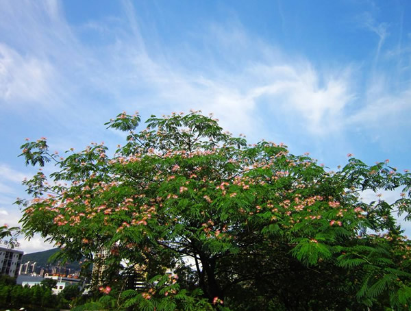 合欢树有什么特殊意义？